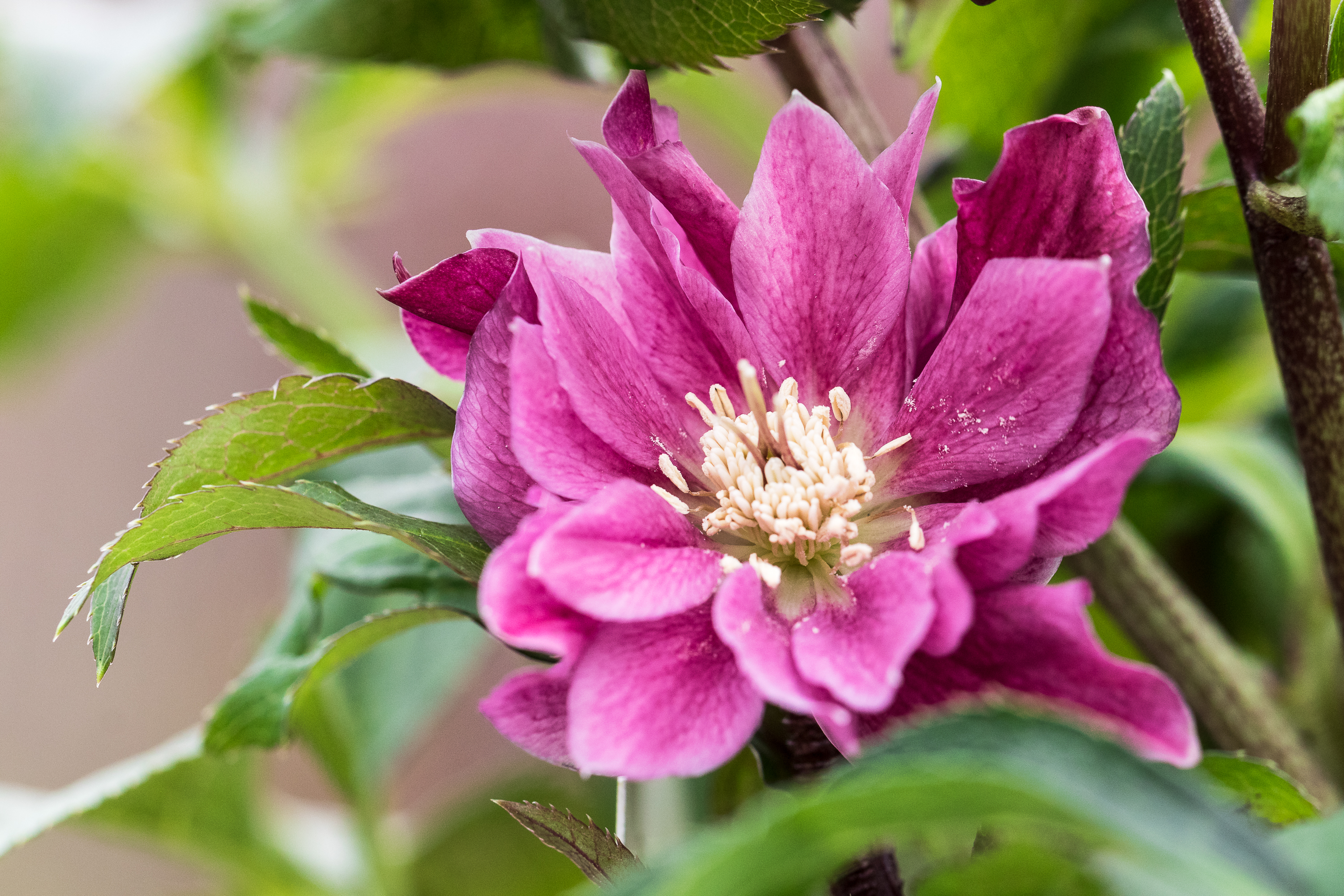 2019_01_06_helleborus3.jpg