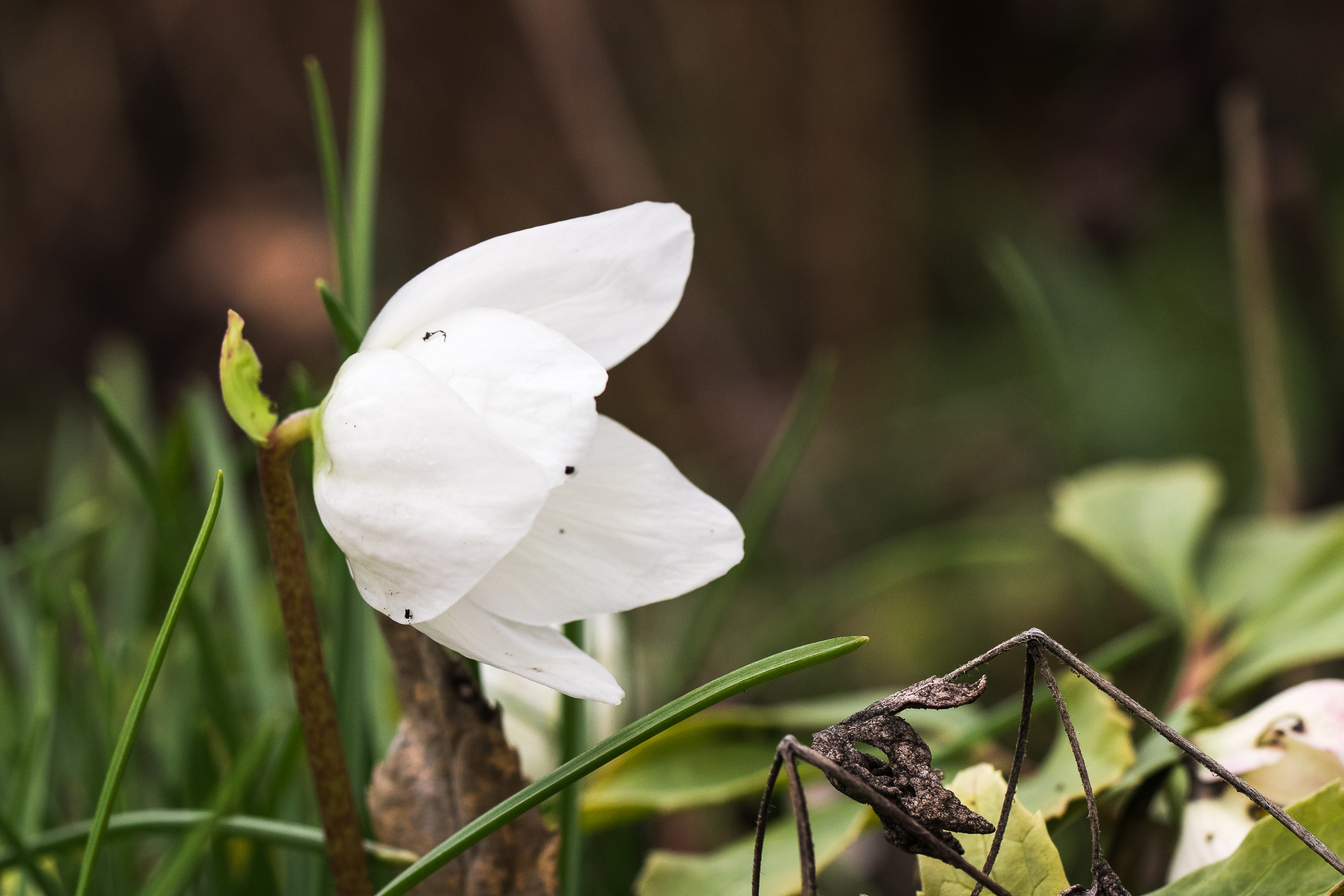 2019_01_06_helleborus4.jpg