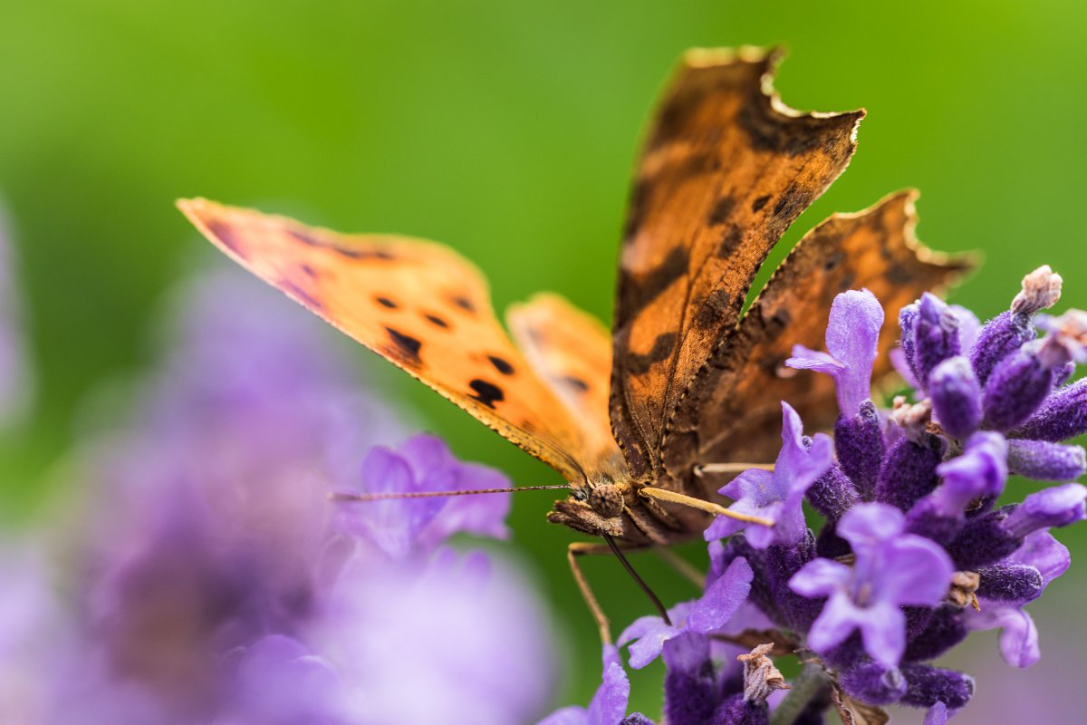 2019_06_21_lavendel schmetterling.jpg