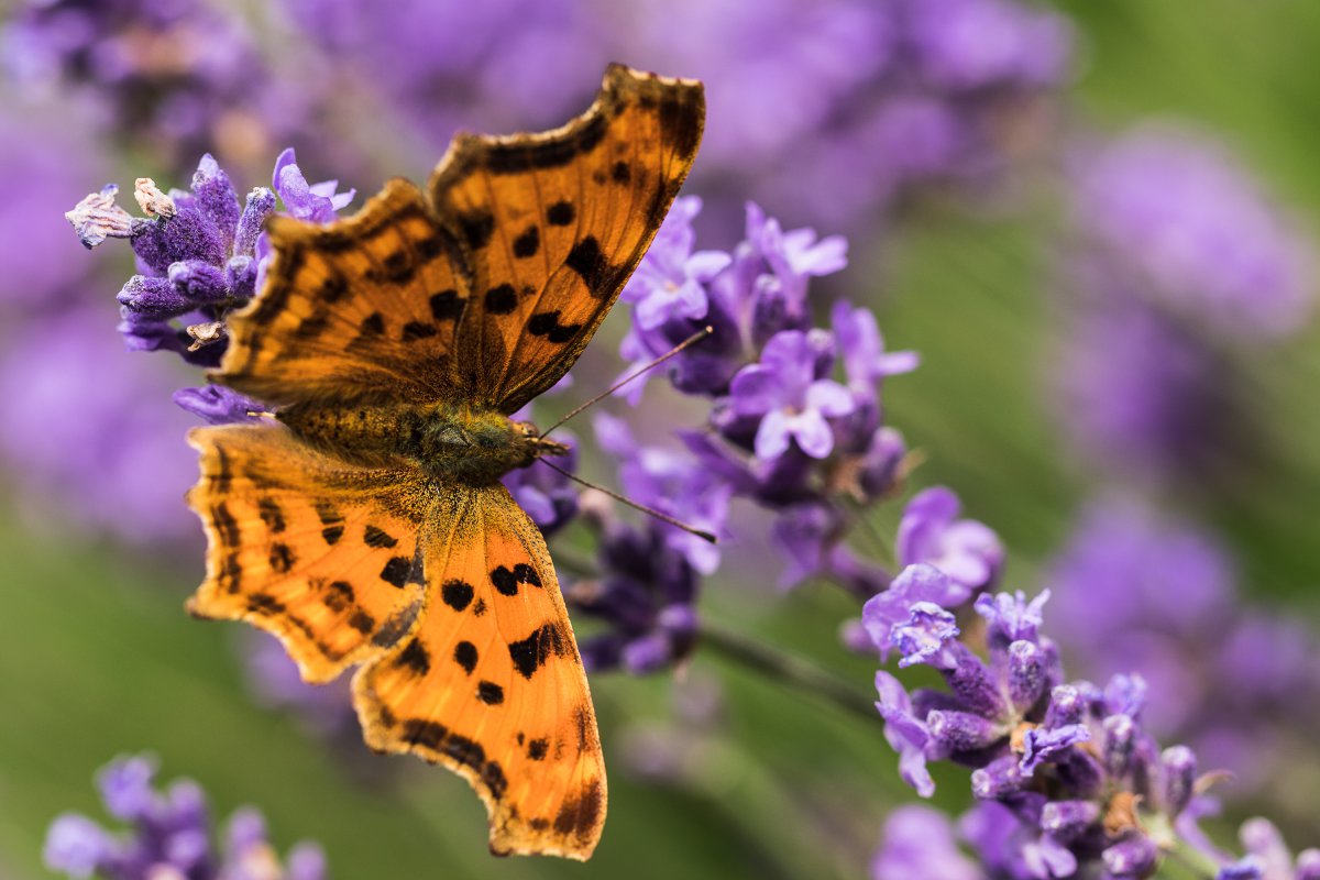 2019_06_21_lavendel schmetterling5.jpg