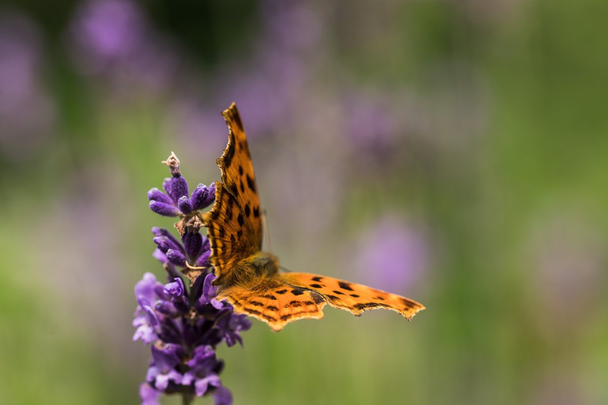 2019_06_21_lavendel schmetterling6.jpg