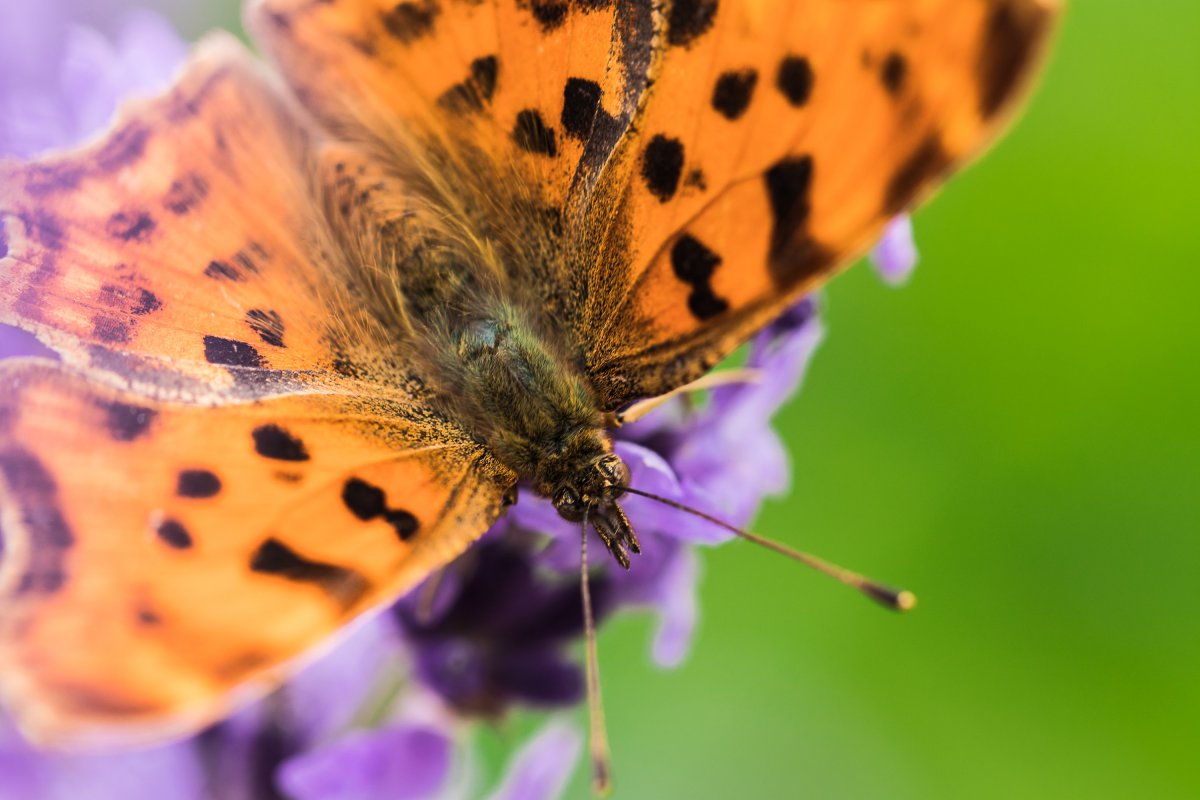 2019_06_21_lavendel schmetterling8.jpg