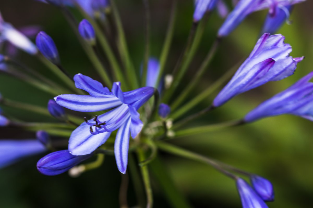 2019_07_06_agapanthus.jpg