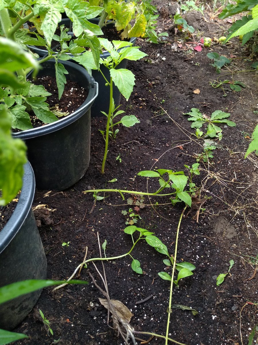 2019_07_07_tomatillo1.jpg