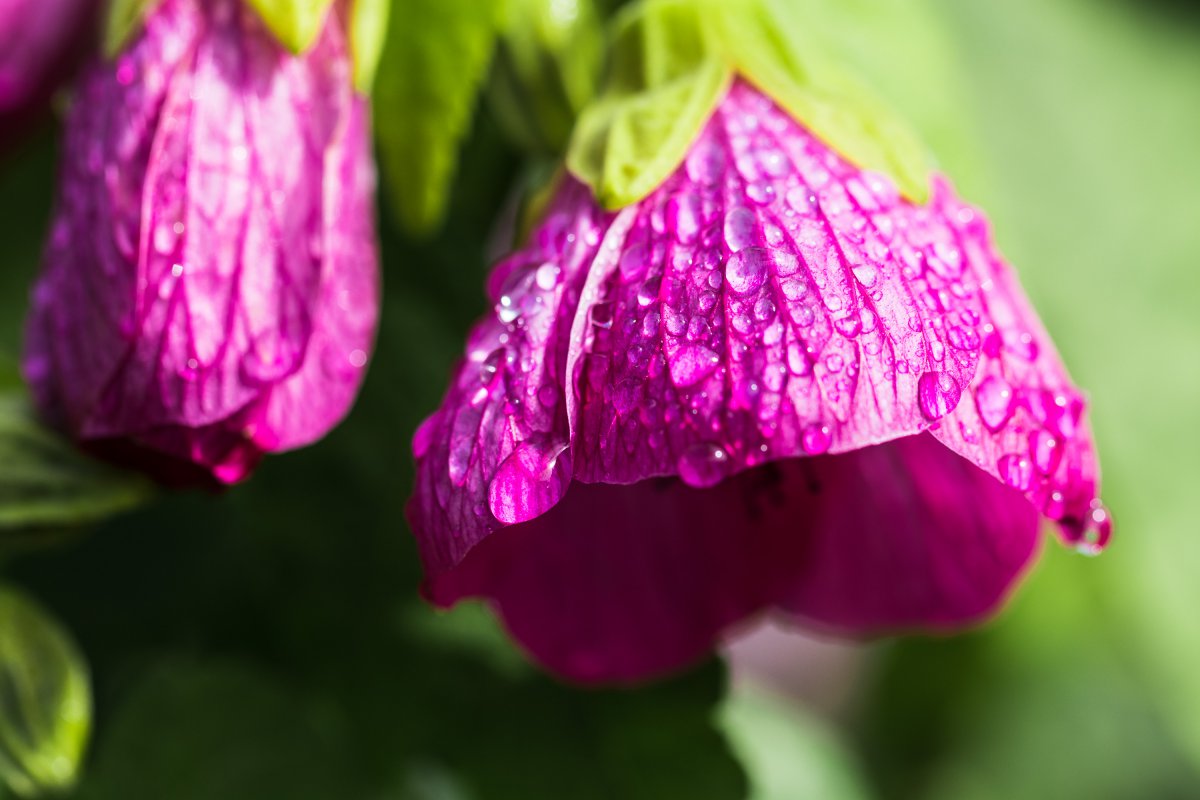 2019_08_18_abutilon1.jpg