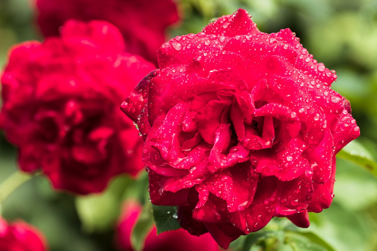 2019_08_18_rose1.jpg