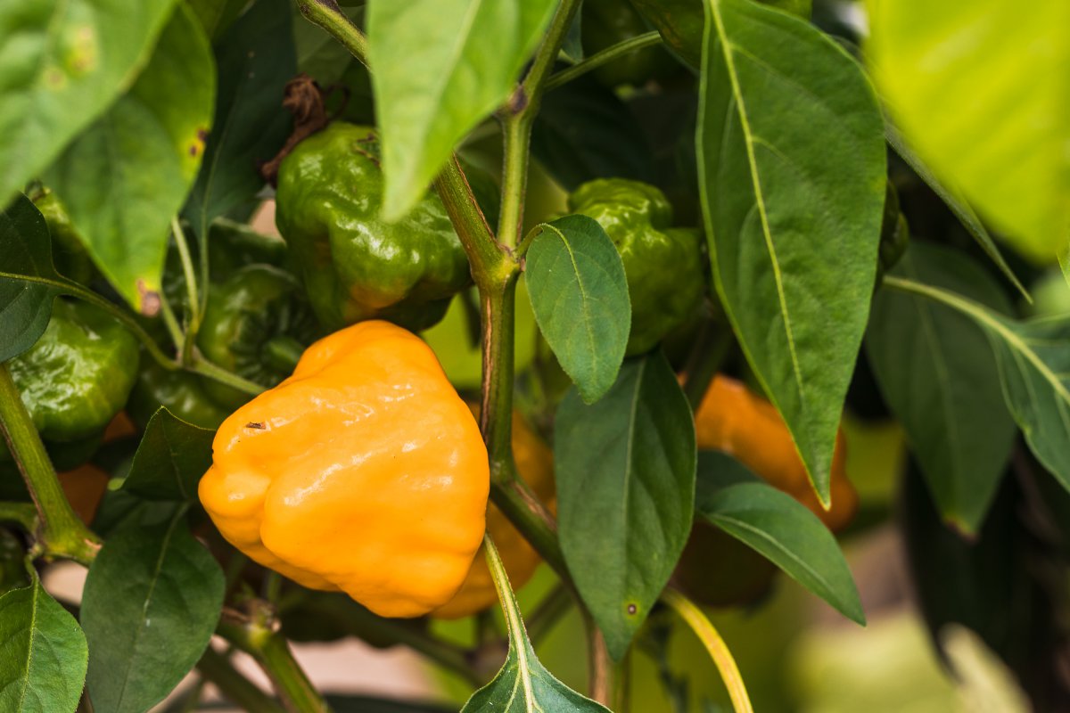 2019_09_01_scotch bonnet.jpg