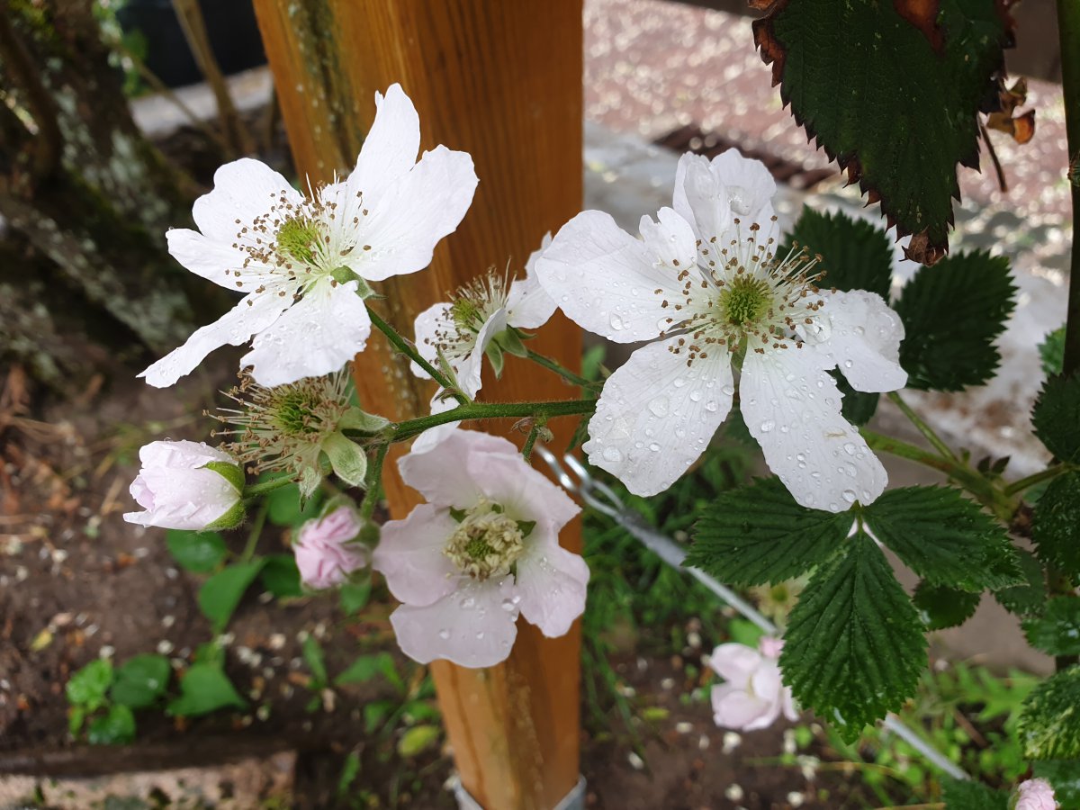 23.05.20 Brombeerblüten.jpg