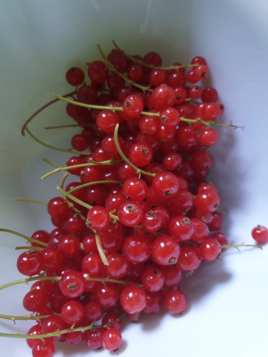 23.06.2020 Johannisbeeren.jpg