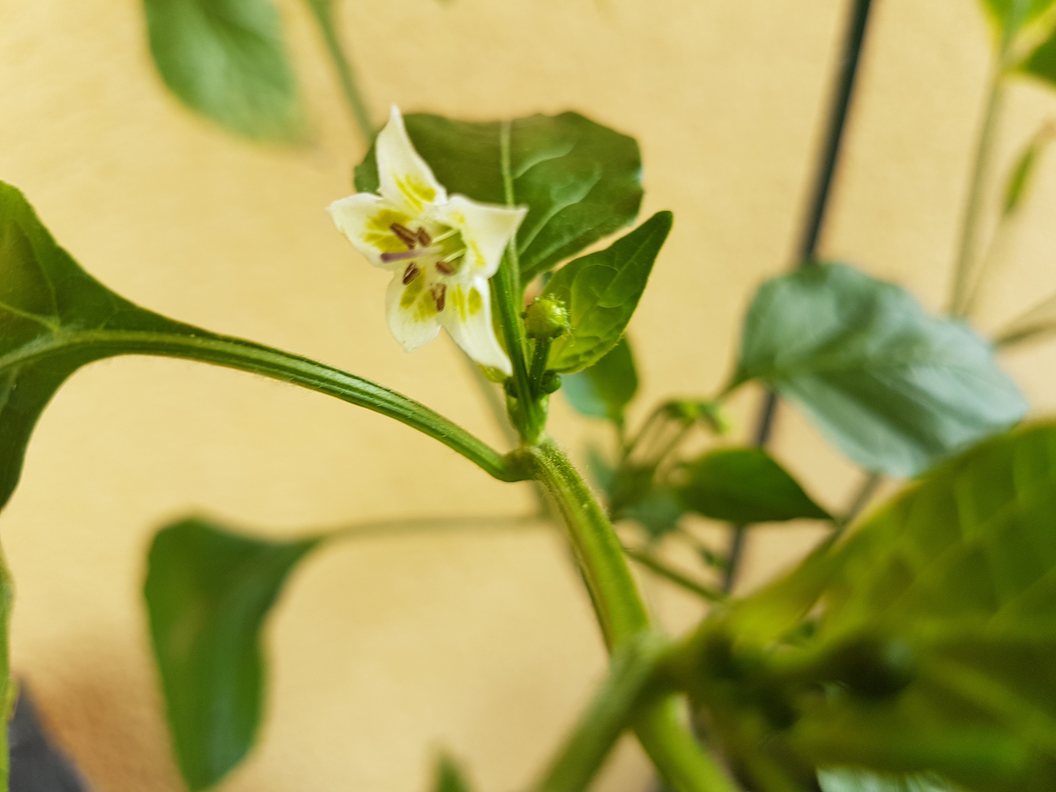 24.05.18 Lemon Drop Blüte & Frucht