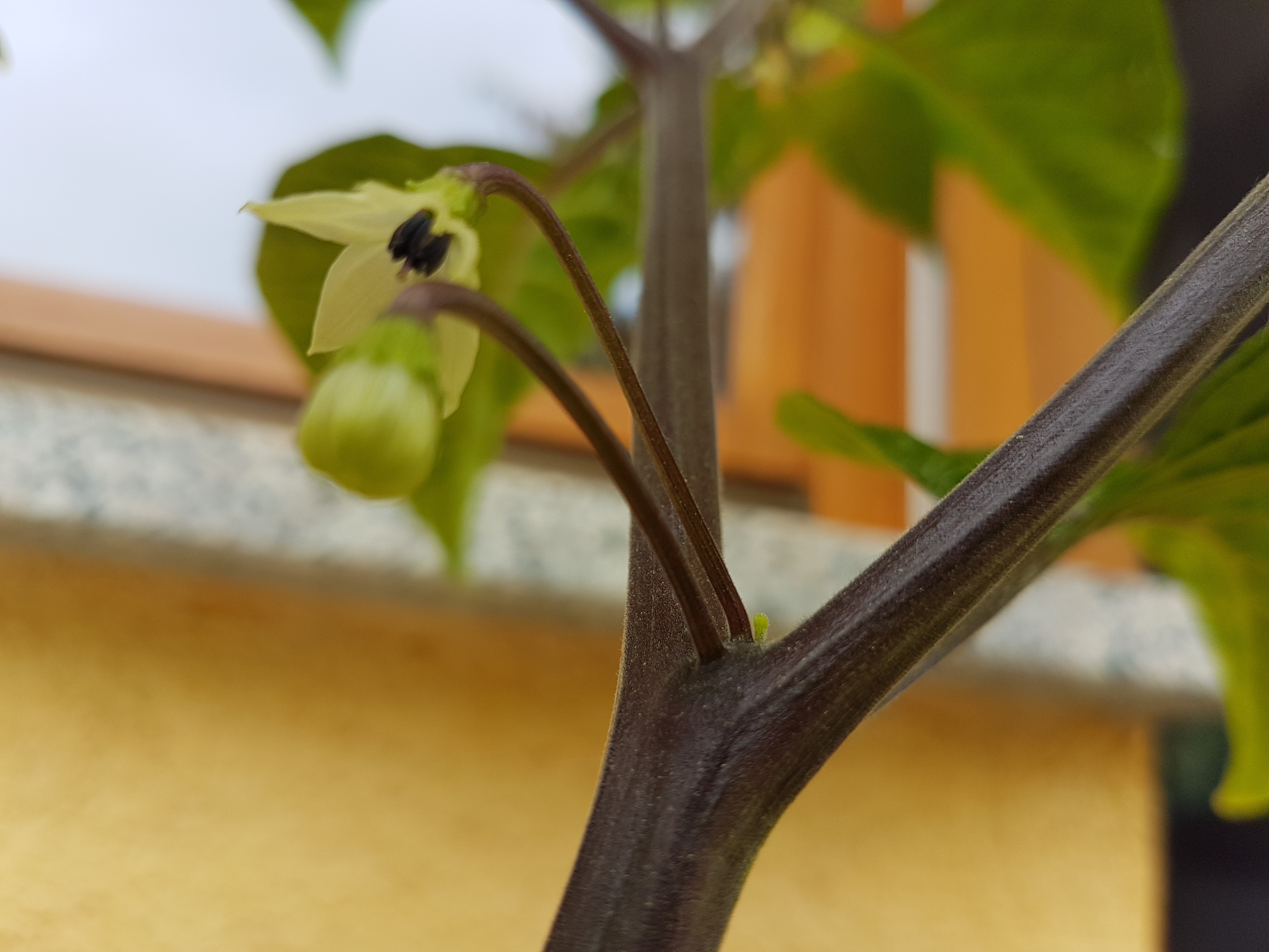 24.05.18 Puerto Rican Yellow Blüte