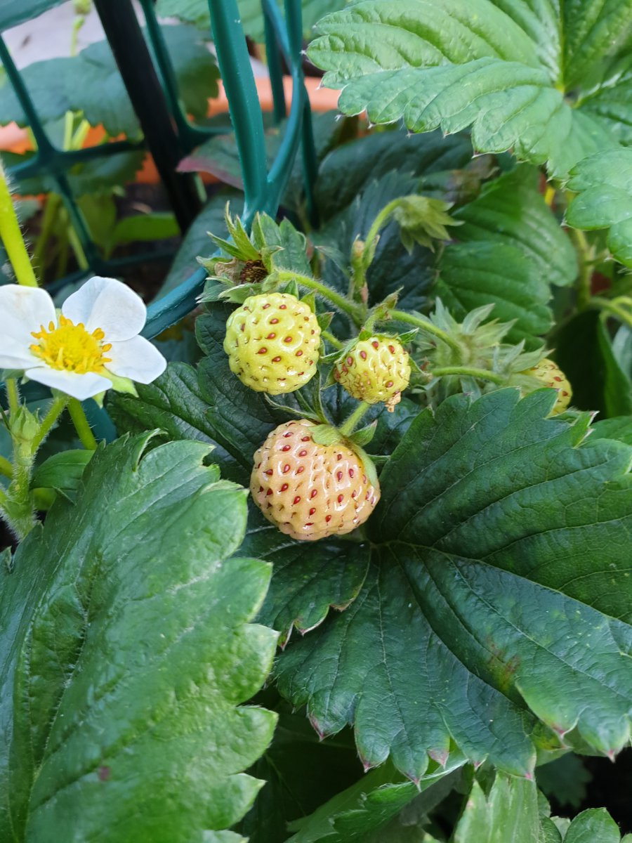 25.06.19    Erdbeeren weiss.jpg