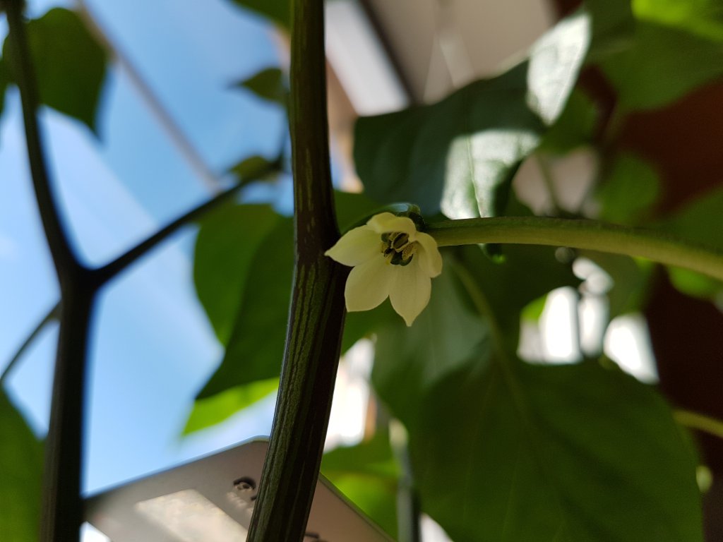 26.04.18 Jalapeno Summer Heat erste Blütenöffnung Unteransicht