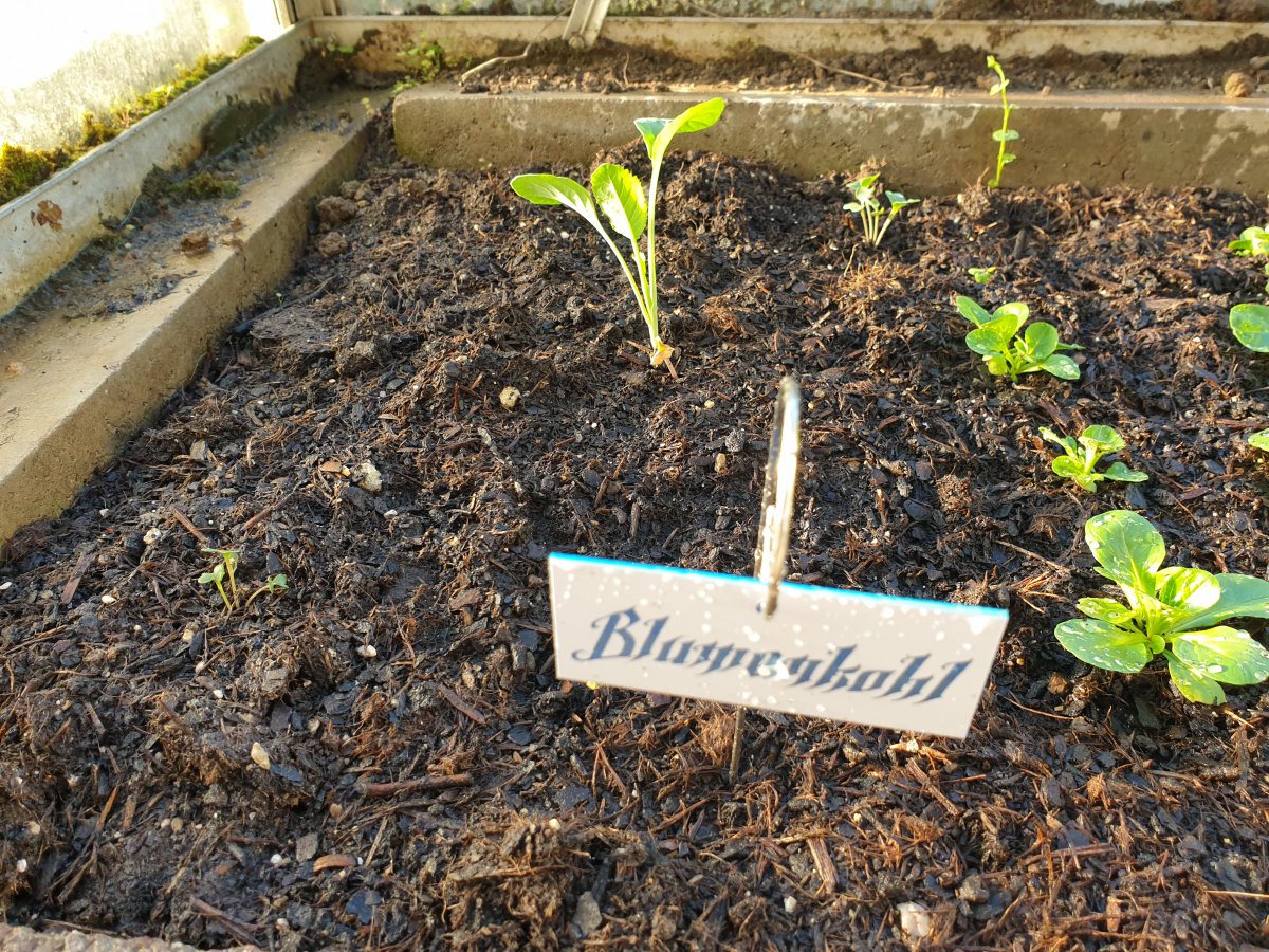 28.05.19 Blumenkohl.jpg