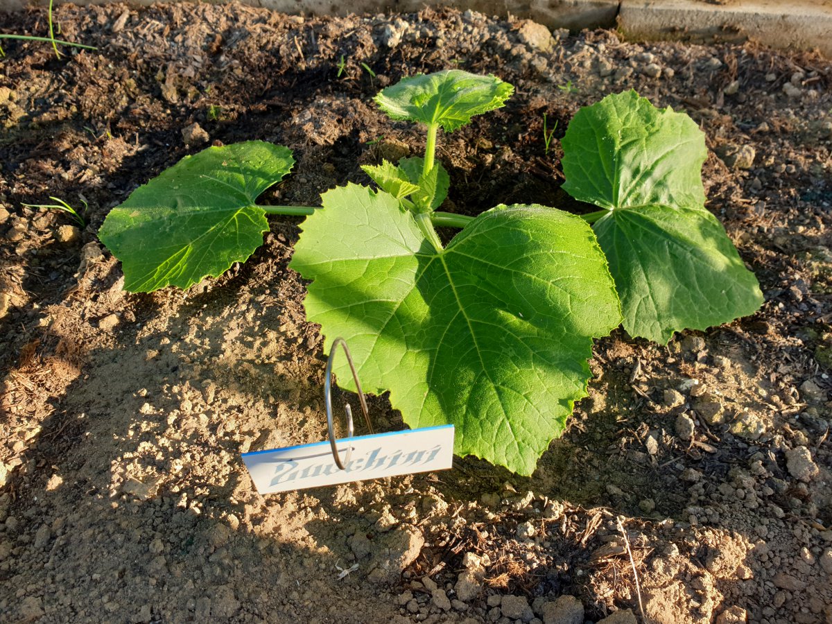 28.05.19 Zucchini.jpg