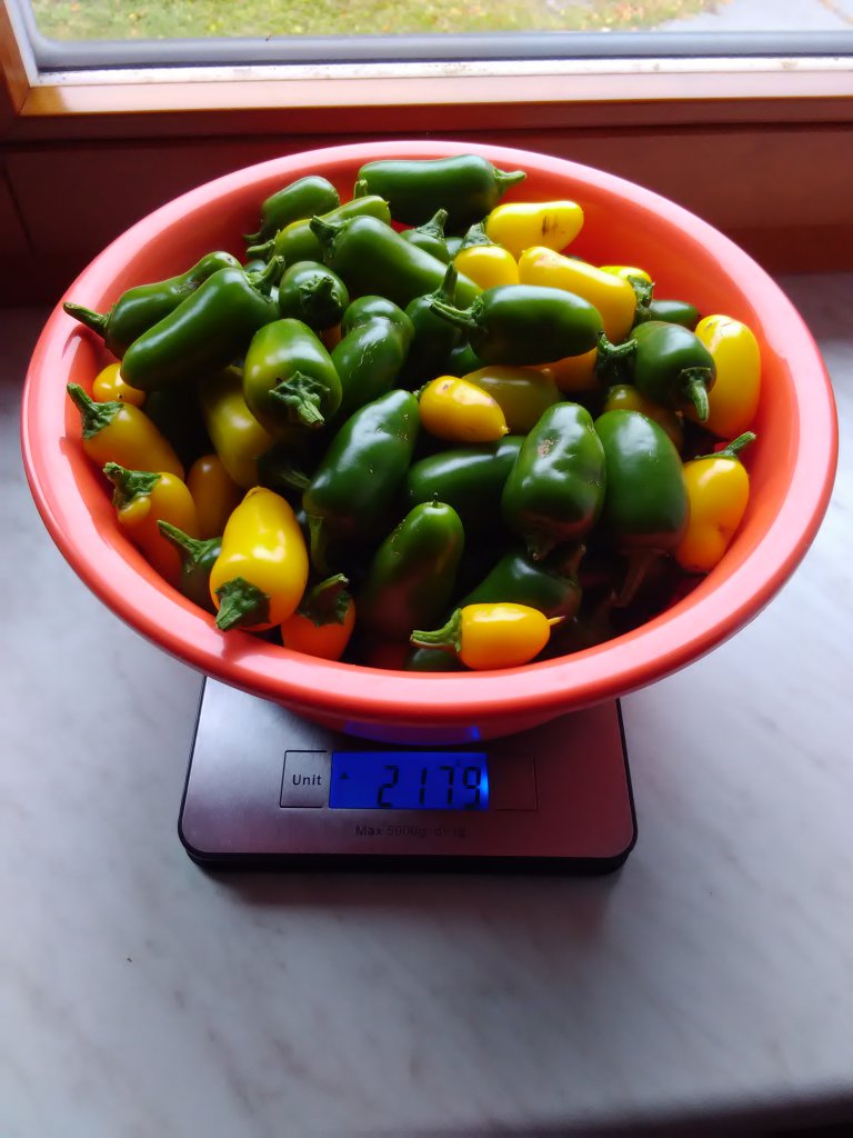 2kg Jalapenos