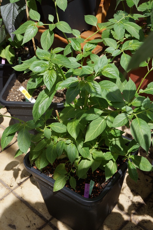 41 Rocoto Aji Largo