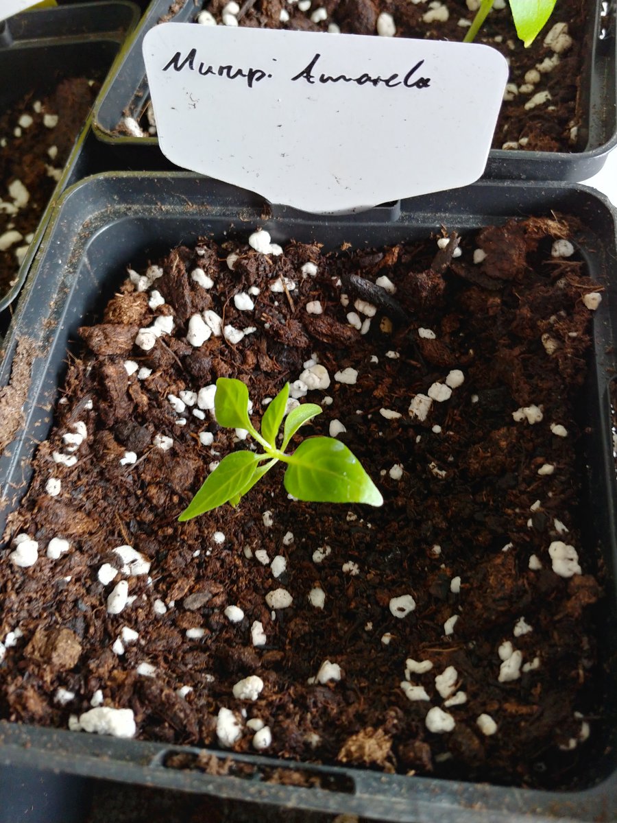 7.3. Abgabepflanzen Chilibasar