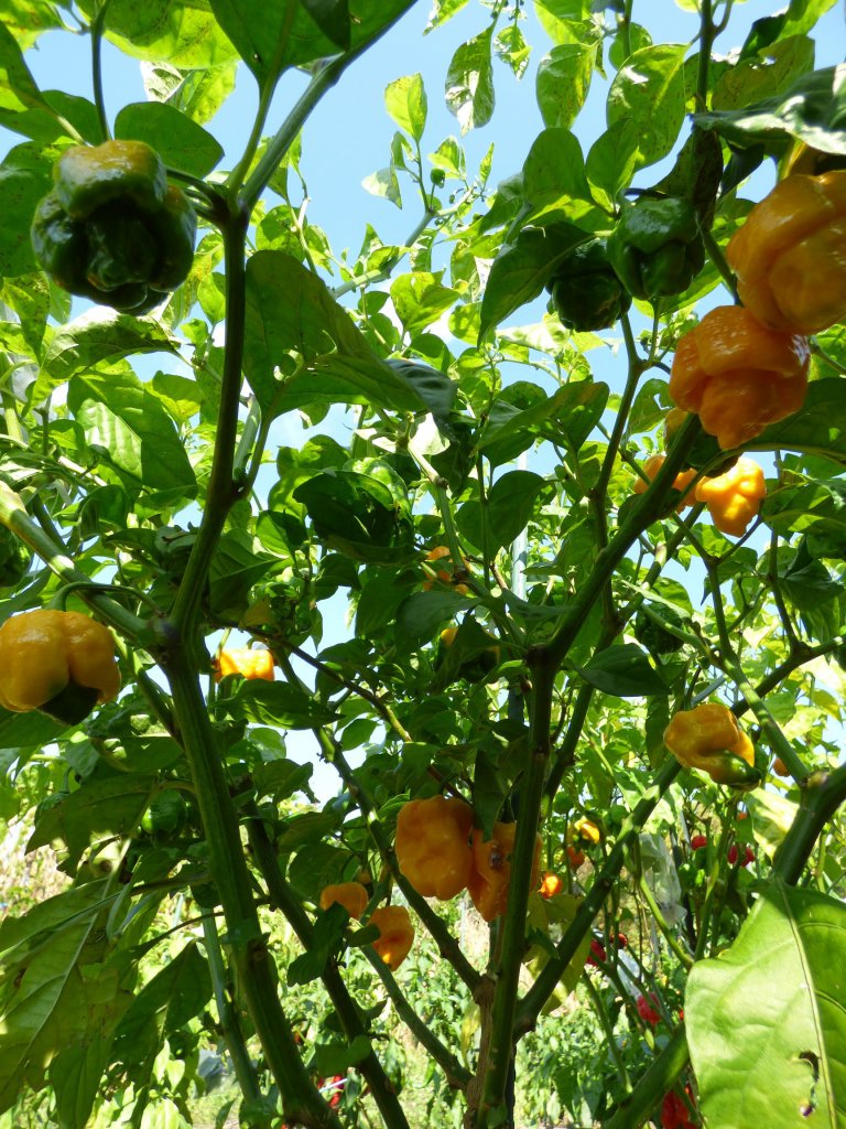 7 Pot Brain Strain Yellow