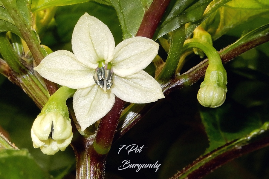 7 Pot Burgundy