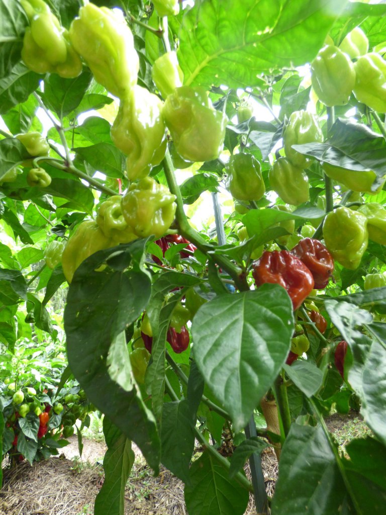 7 Pot Burgundy