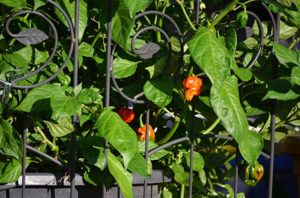 7Pot Barrackpore