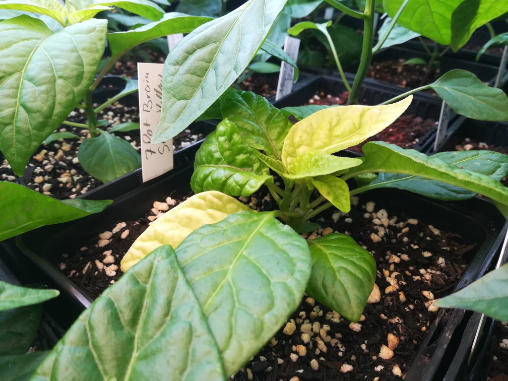 7Pot Brain Strain Yellow