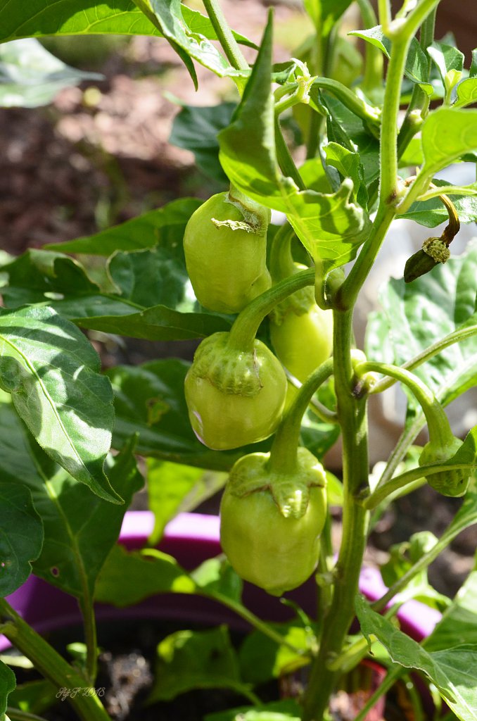 7Pot Bubblegum White