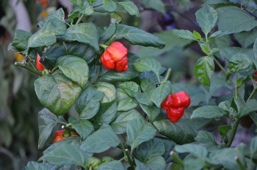 7Pot Bubblegum