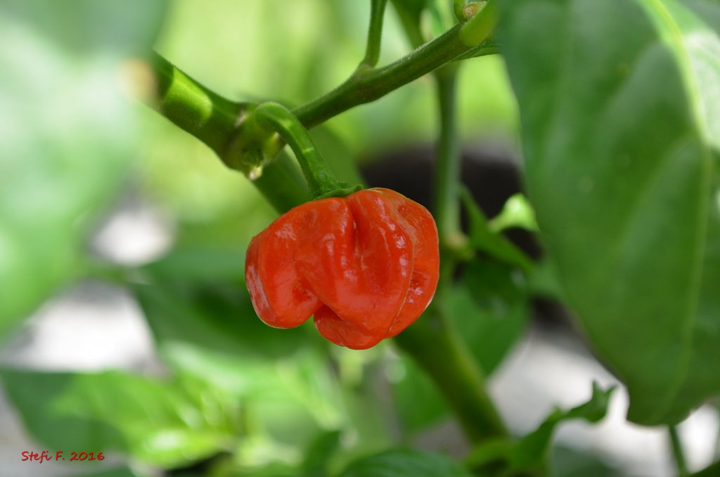 7Pot Bubblegum