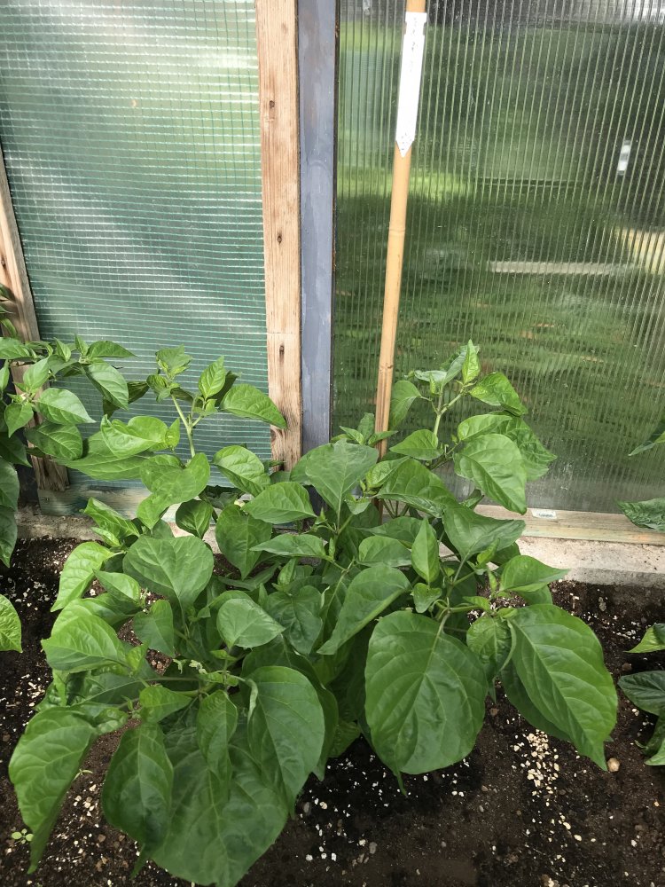 7pot Congo Chocolate