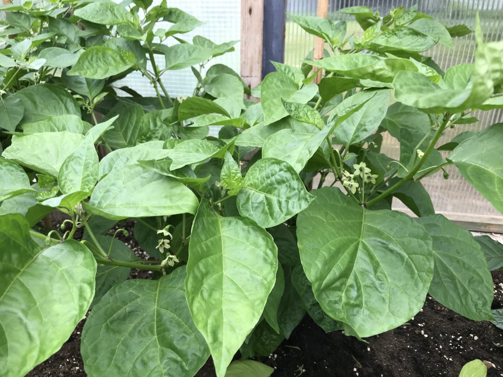 7pot Congo Chocolate