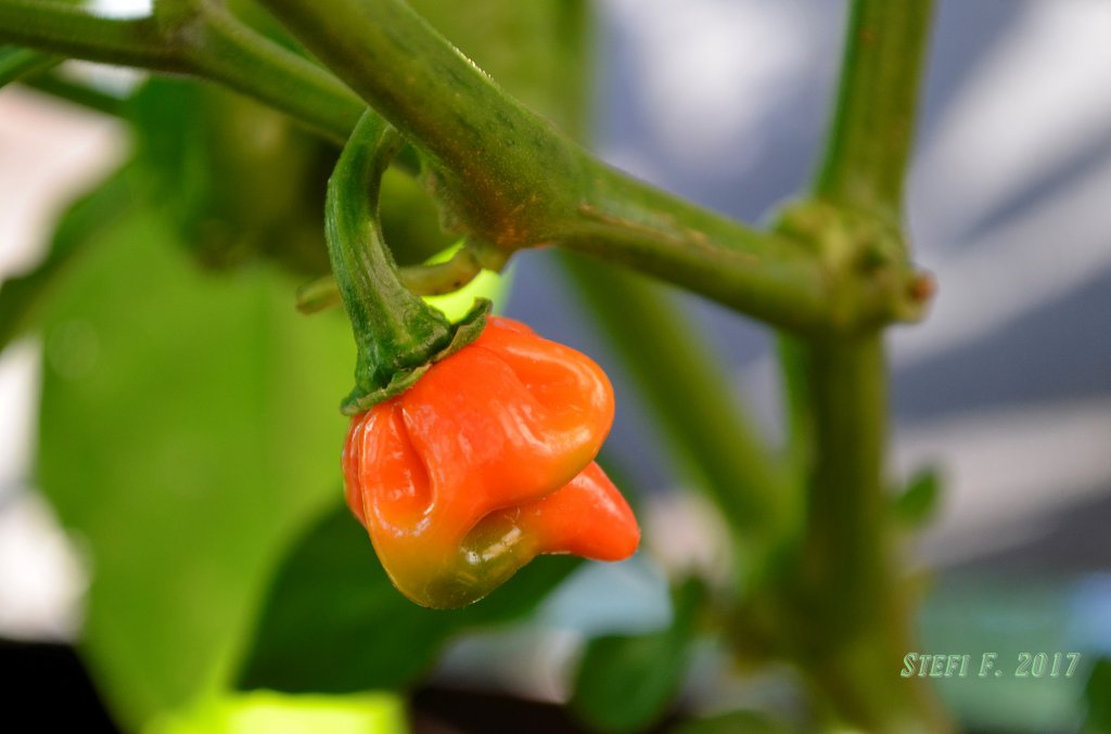 7Pot Primo Orange