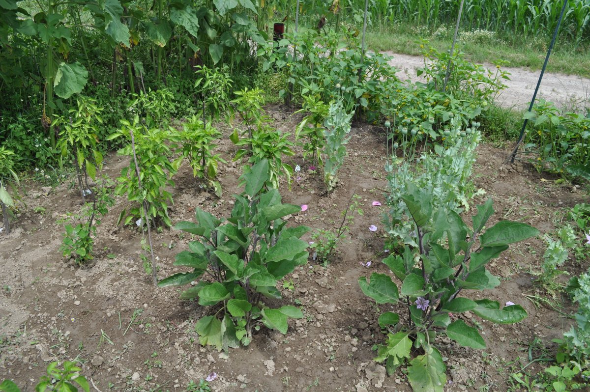 A Aubergine Paprika Tomatillos.jpg