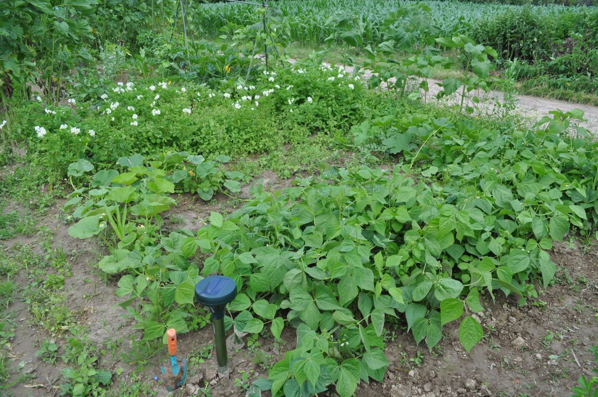 A Bohnen_Kürbis und Melonen_Kartoffeln.jpg