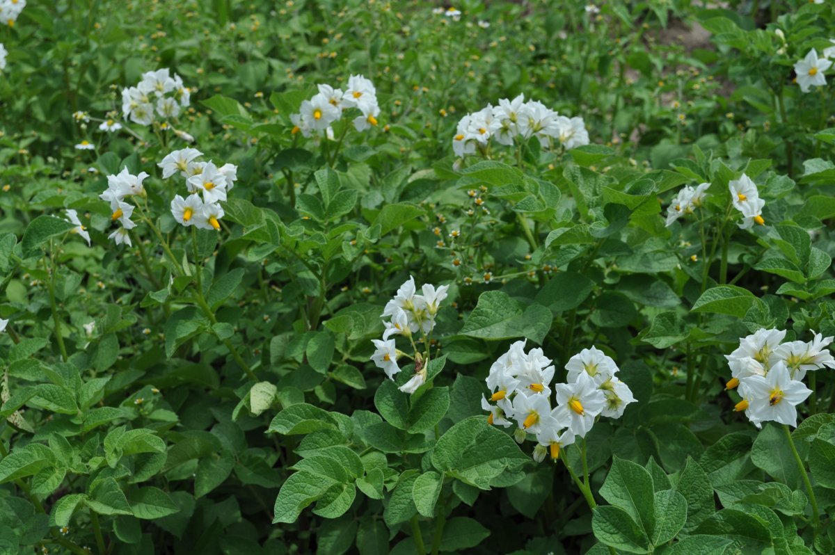 A Kartoffelblüten.jpg