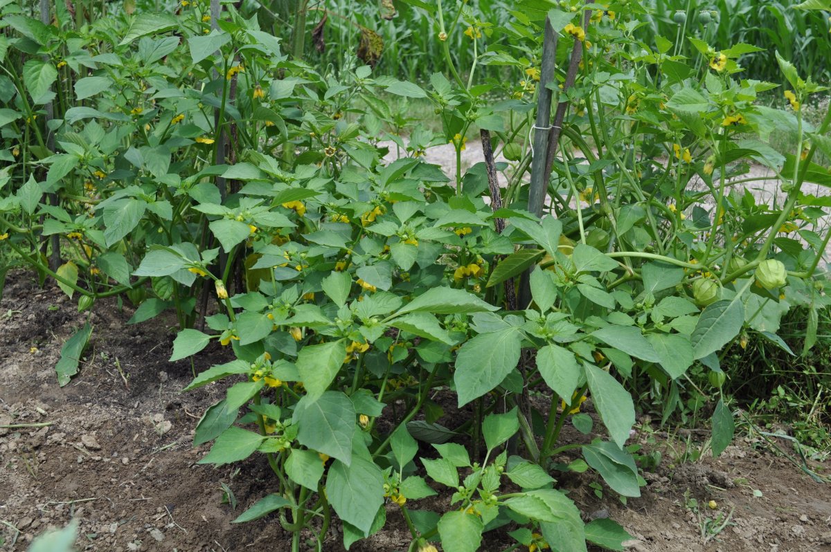 A Tomatillos.jpg