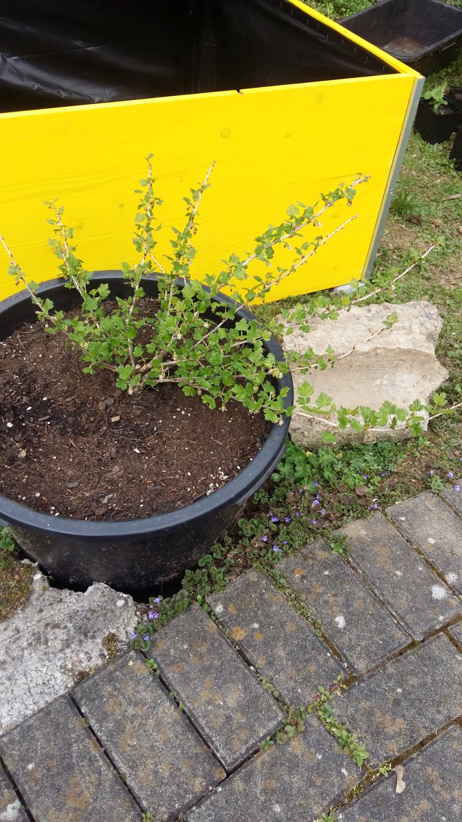 Abschied vor den Osterferien, 12.4.: Stachelbeere