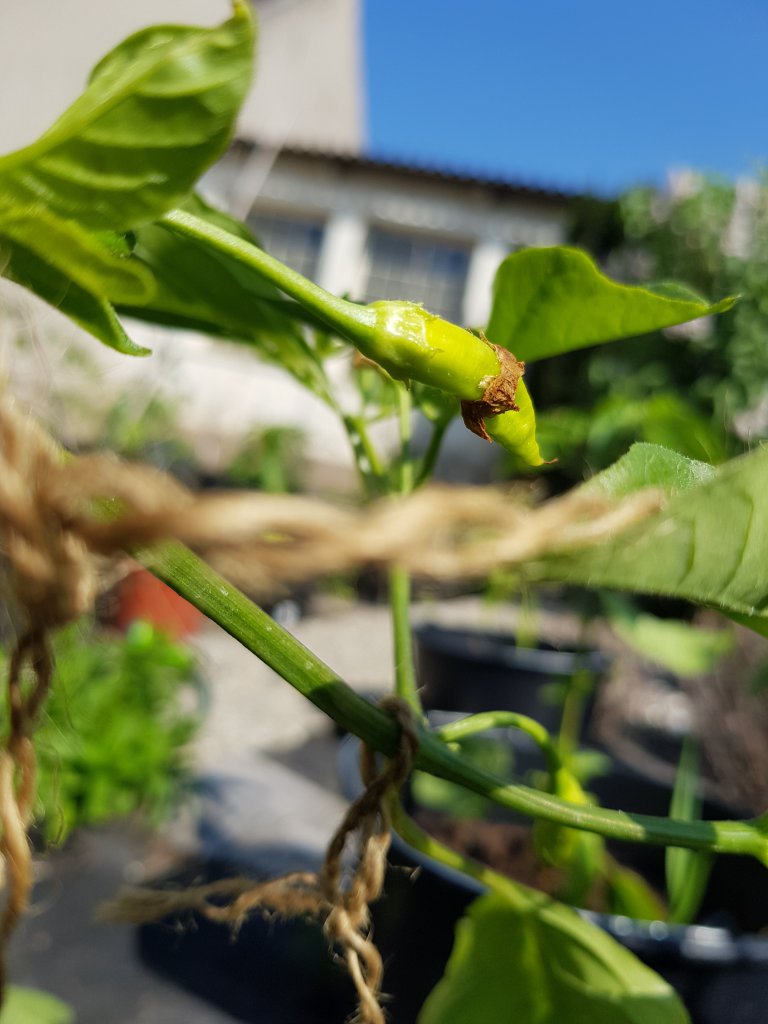 Aji Ahuachapau