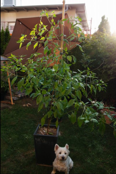 Aji Amarillo
