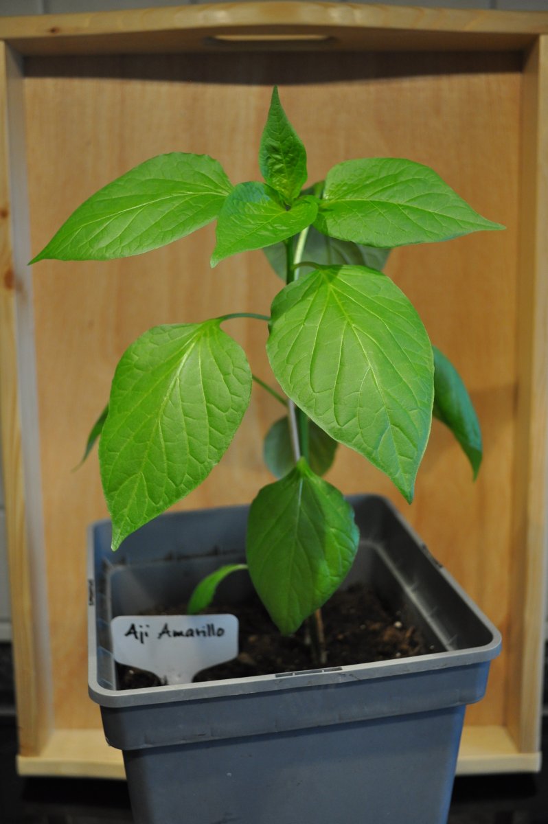 Aji Amarillo