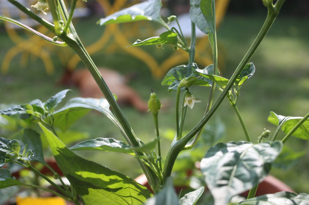 Aji Benito Frucht