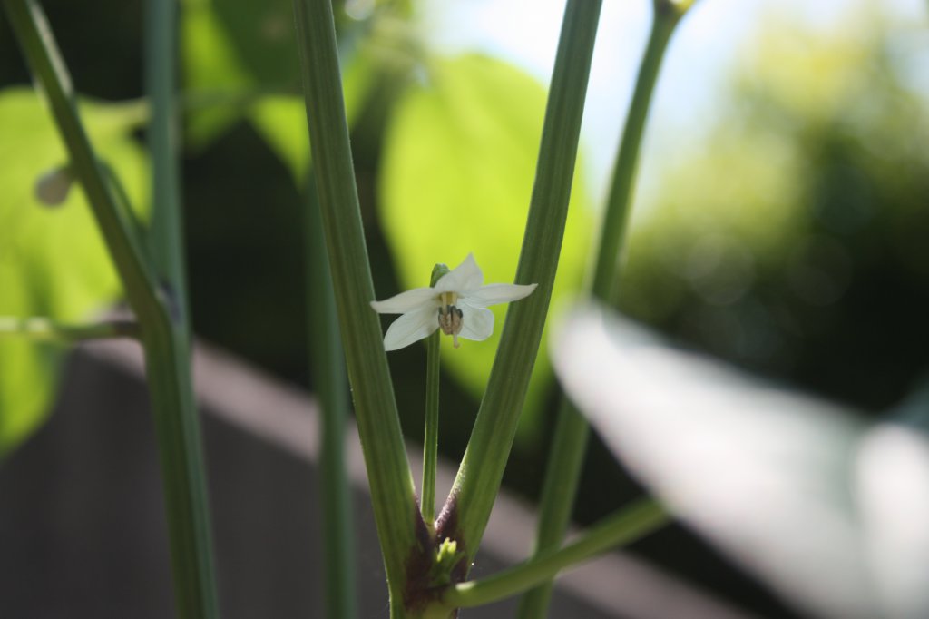 Aji Benito