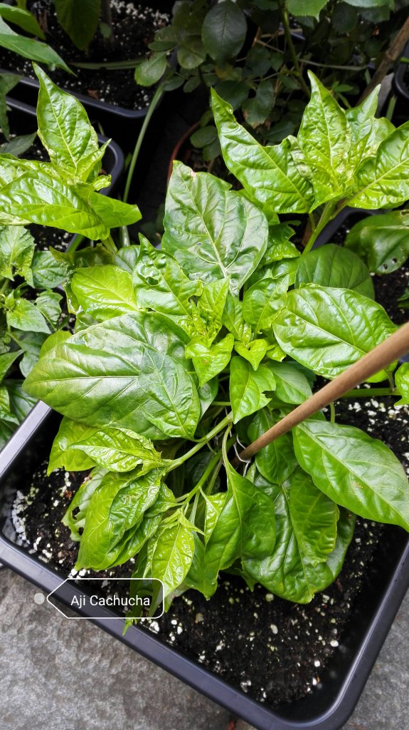 Aji Cachucha
