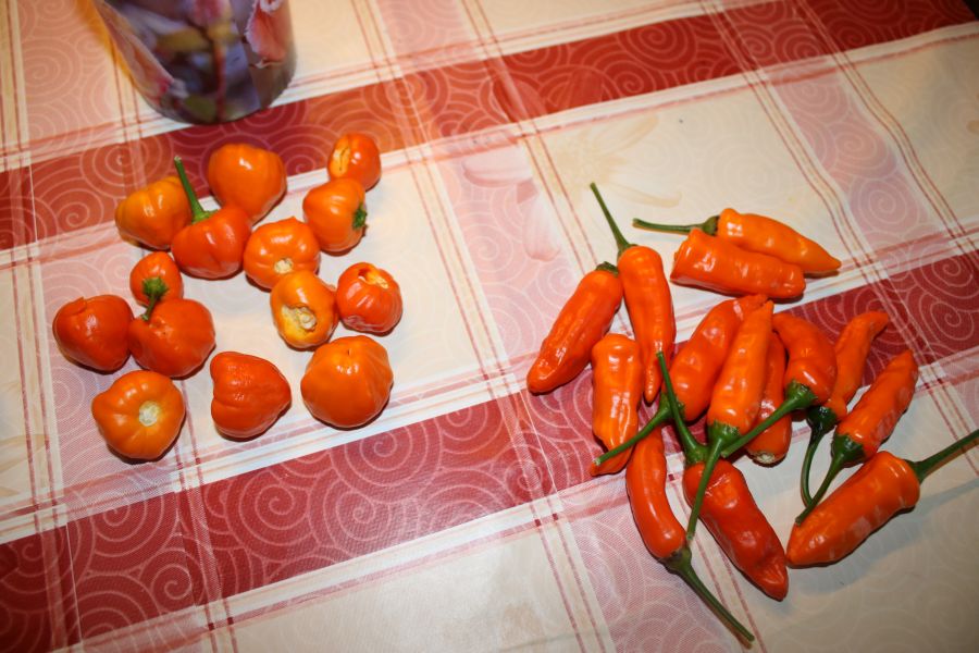 Aji Calabaza