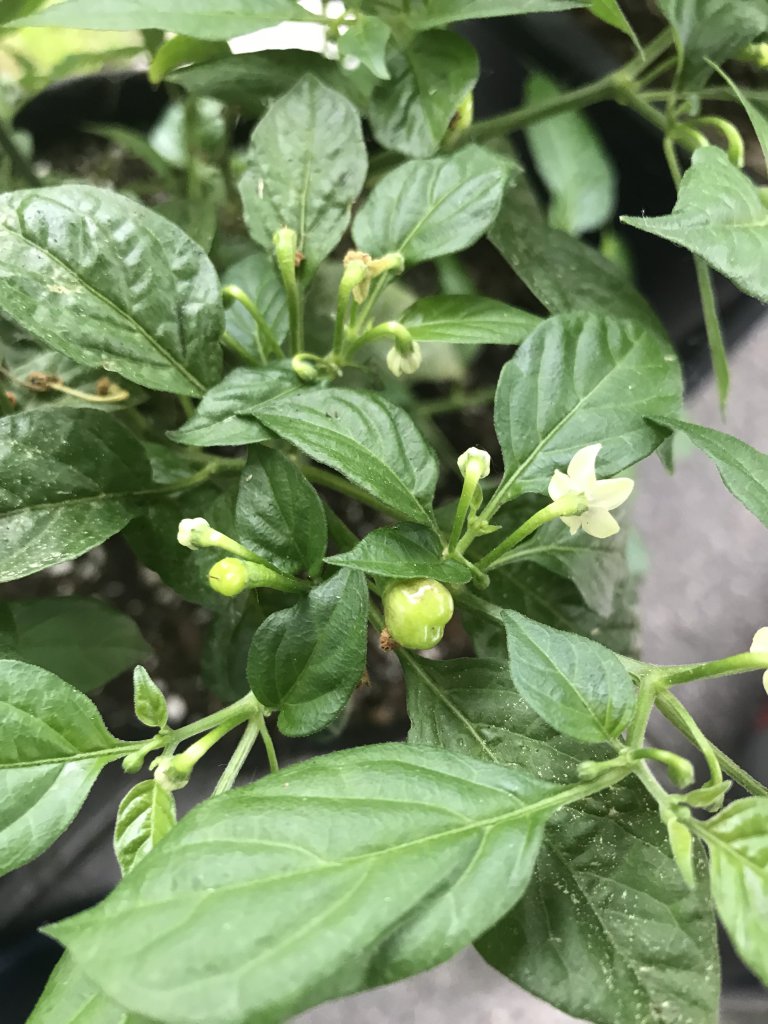 Aji Charapita erste Beeren