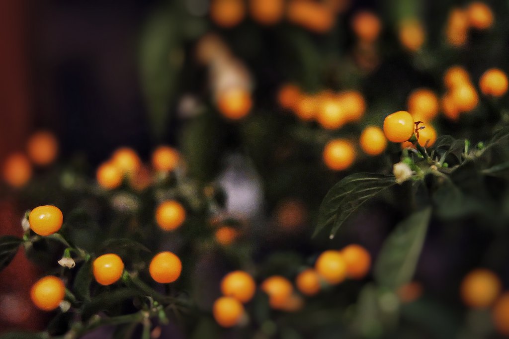 Aji Charapita Indoor