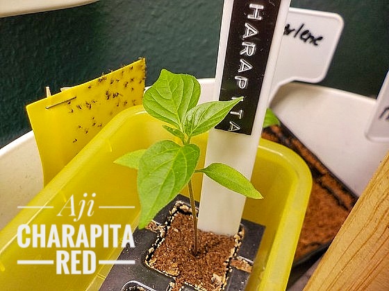 Aji Charapita Red-01