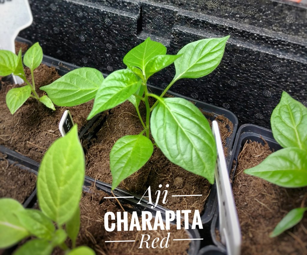 Aji Charapita Red