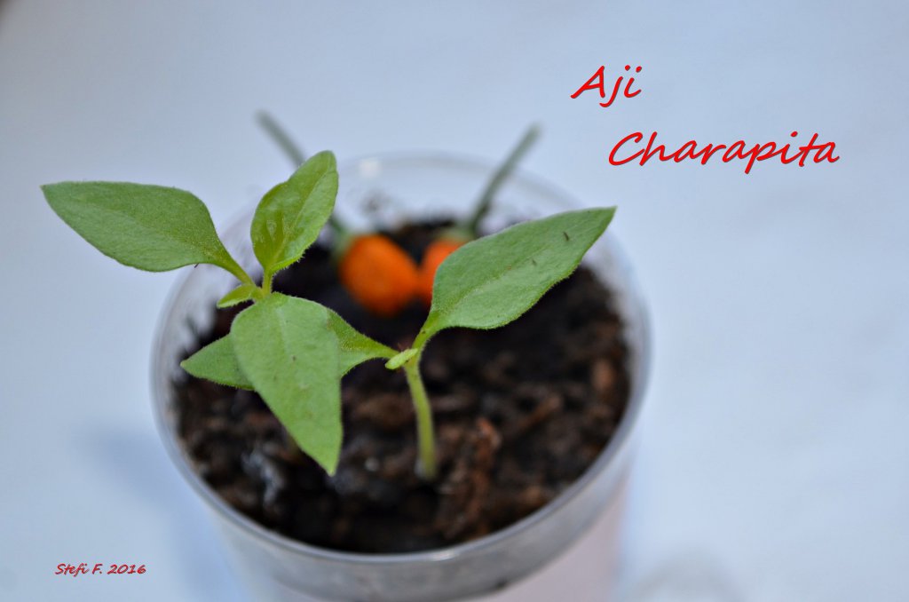 Aji Charapita